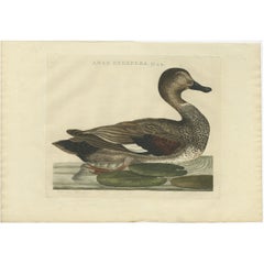 Antique Bird Print of the Male Gadwell Duck by Sepp & Nozeman, 1809
