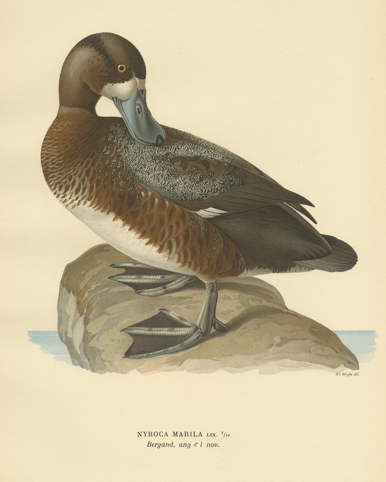 Antique bird print titled 'Nyroca Marila'. Old bird print depicting the male greater scaup. This print originates from 'Svenska Foglar Efter Naturen Och Pa Stenritade' by Magnus von Wright.