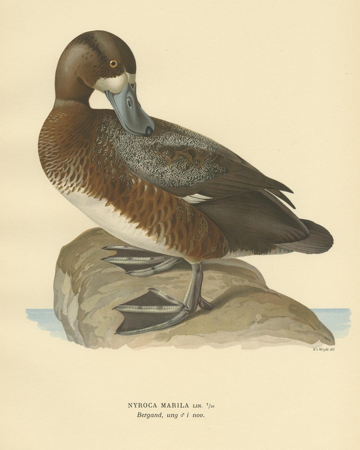 Gravure d'oiseau ancienne du Fuligule milouin mâle par Von Wright:: 1929 Bon état - En vente à Langweer, NL