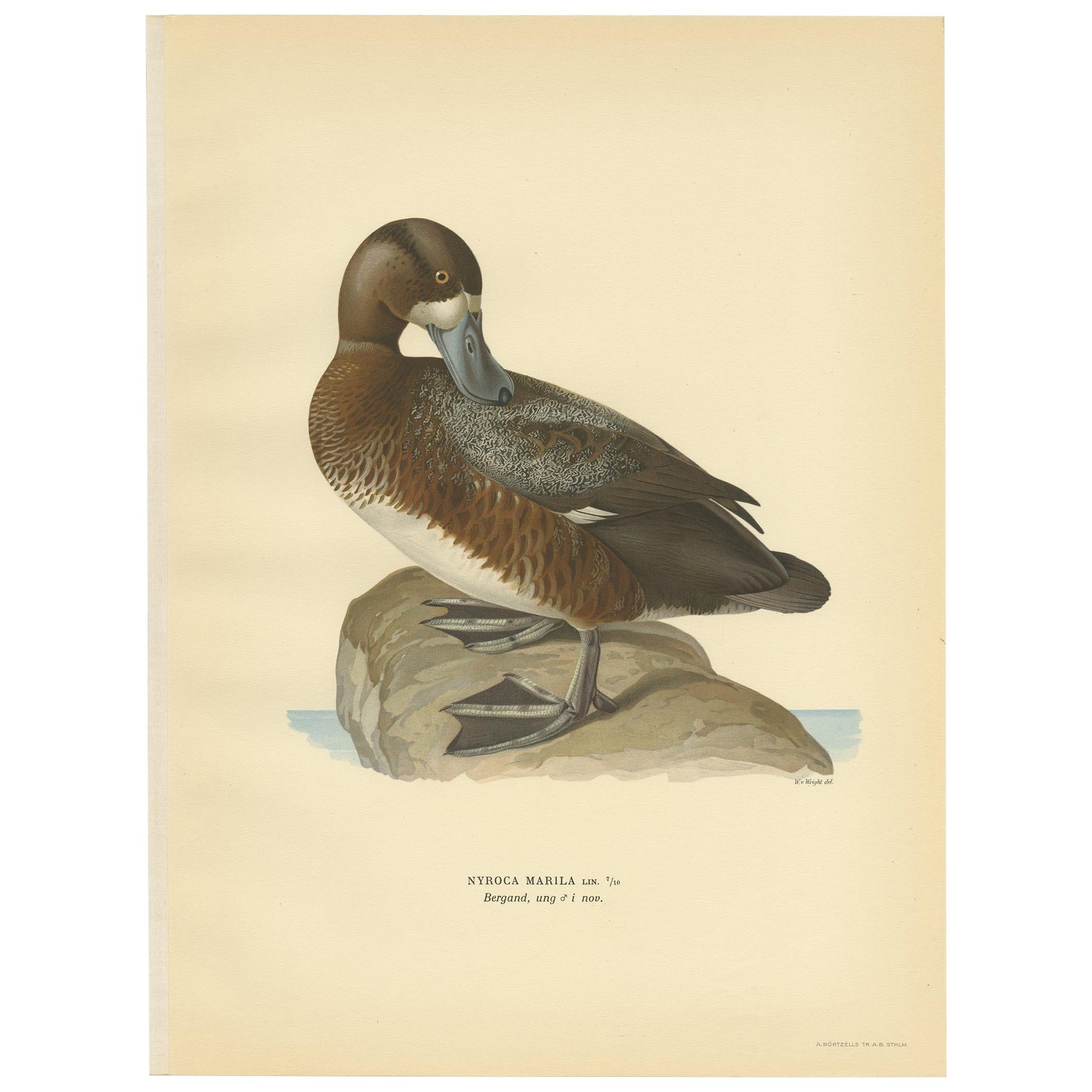 Antique Bird Print of the Male Greater Scaup by Von Wright, 1929 For Sale
