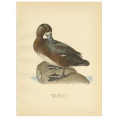 Grabado antiguo de un macho de Cisne grande por Von Wright, 1929