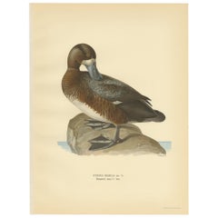 Gravure d'oiseau ancienne du Fuligule milouin mâle par Von Wright:: 1929