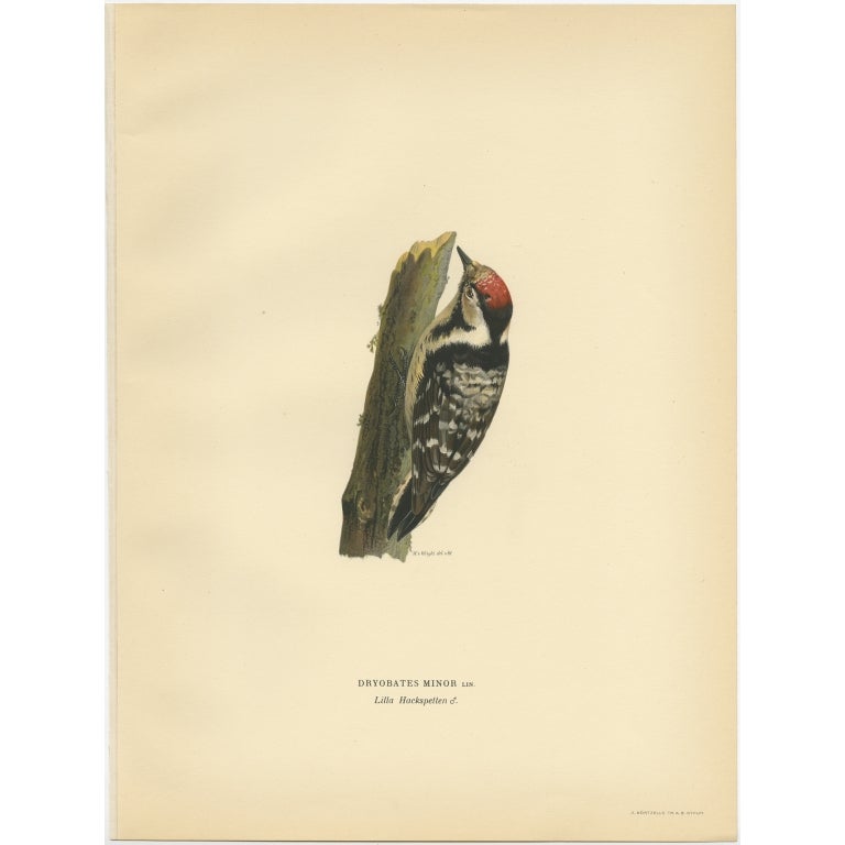Antique Bird Print of the Male Lesser Spotted Woodpecker by Von Wright, 1927 For Sale