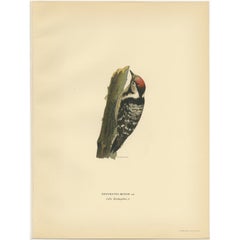 Vintage Bird Print of the Male Lesser Spotted Woodpecker by Von Wright, 1927