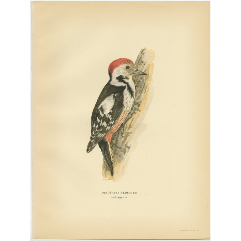 Antique Bird Print of the Male Middle Spotted Woodpecker by Von Wright, 1927 For Sale