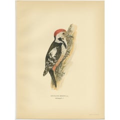 Vintage Bird Print of the Male Middle Spotted Woodpecker by Von Wright, 1927