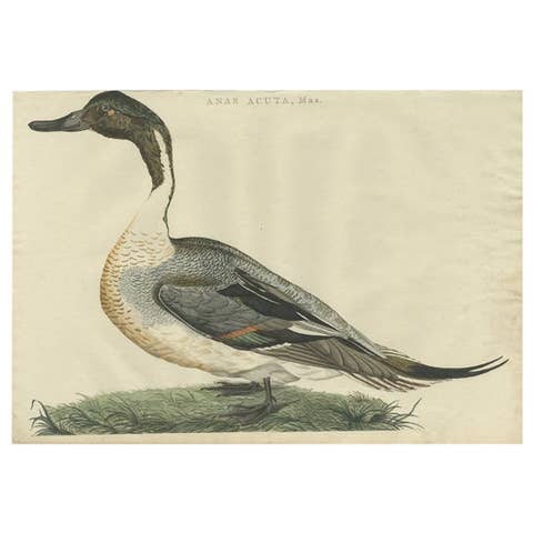 Northern Pintail Drake - Antique Bird Engraving by Nozeman and Sepp, 1789