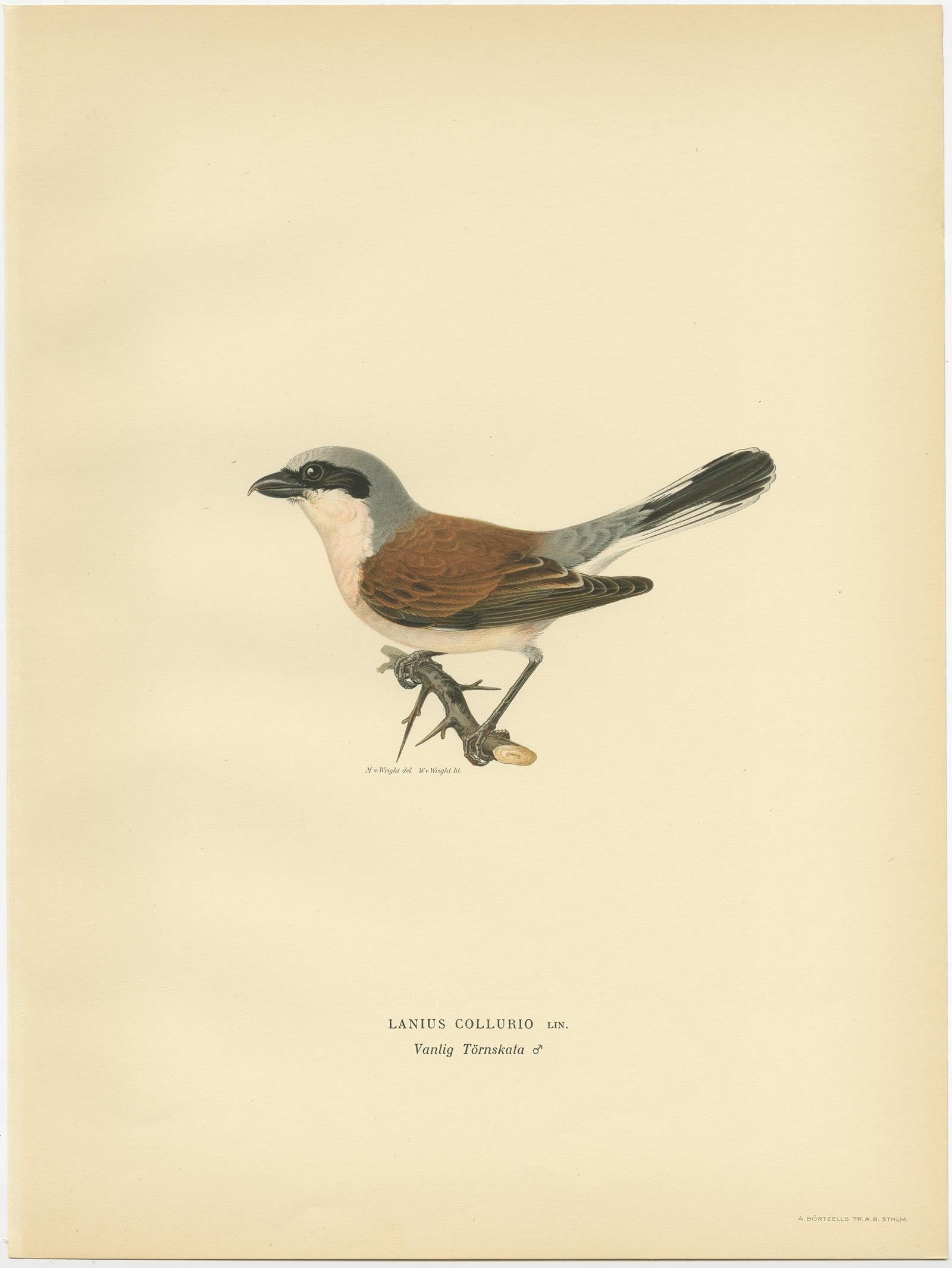 Gravure ancienne d'oiseau intitulée 'Lanius Collurio'. Ancienne empreinte d'oiseau représentant une pie-grièche écorcheur mâle. Cette estampe est tirée de 