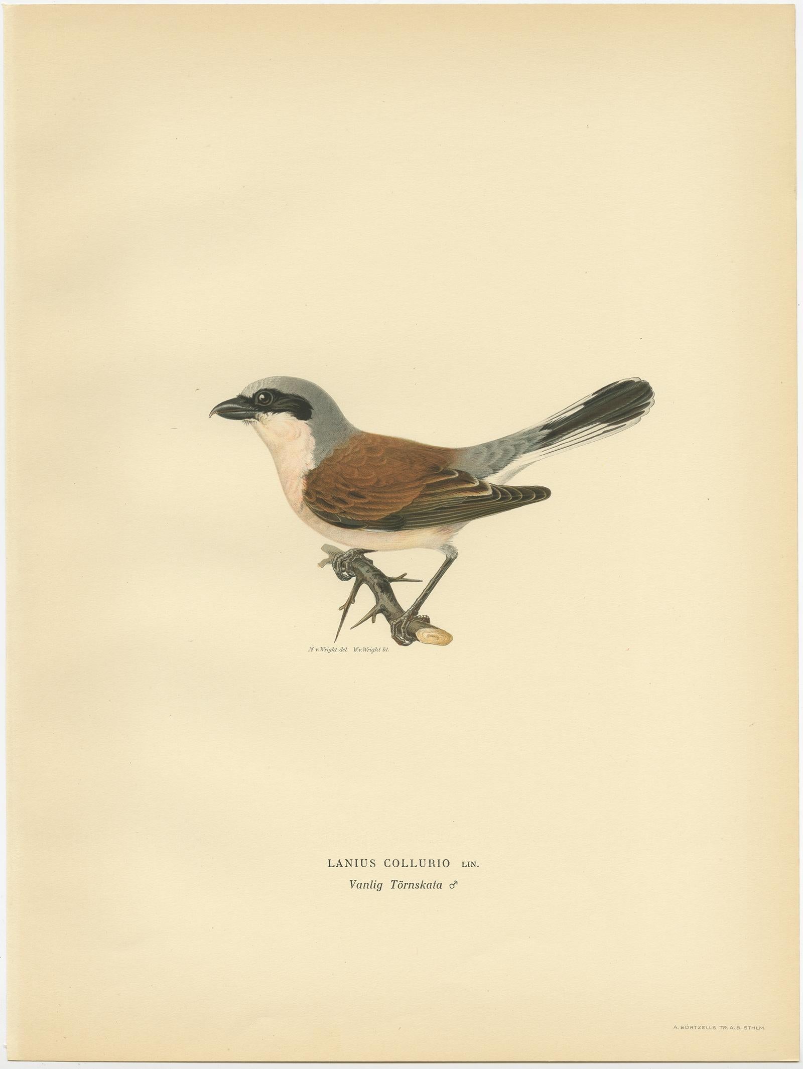 Antique bird print titled 'Lanius Collurio'. Old bird print depicting a male red-backed shrike. This print orginates from 'Svenska Foglar Efter Naturen Och Pa Stenritade' by Magnus von Wright. 

Artists and Engravers: Printed in Stockholm. Magnus