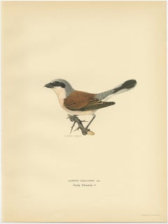 Antique Bird Print of the Male Red-Backed Shrike by Von Wright, 1927