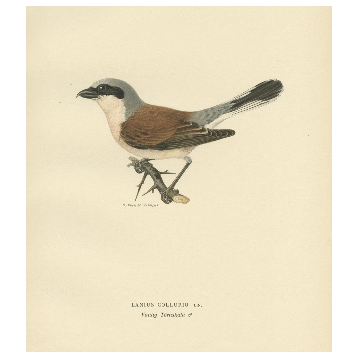 Impression oiseau ancienne du sanctuaire masculin à dos rouge par Von Wright, 1927