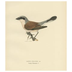 Impression oiseau ancienne du sanctuaire masculin à dos rouge par Von Wright, 1927