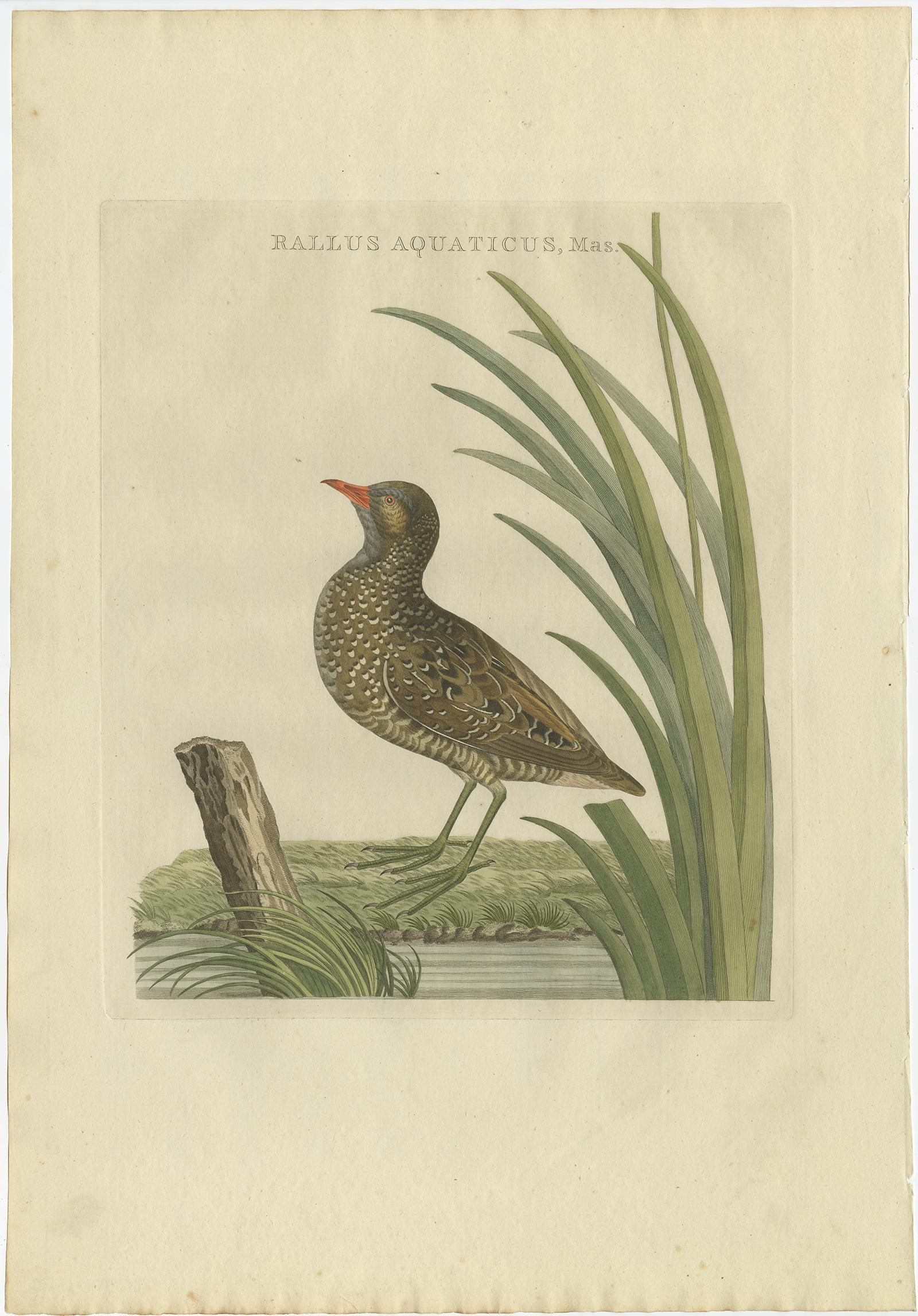 Antique print titled ‘Rallus Aquaticus, Mas'. 

This print depicts a male water rail (Dutch: waterral). The water rail (Rallus aquaticus) is a bird of the rail family which breeds in well-vegetated wetlands across Europe, Asia and North Africa.