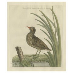 Antiker antiker Vogeldruck der männlichen Wasserbahn Sepp & Nozeman, 1797