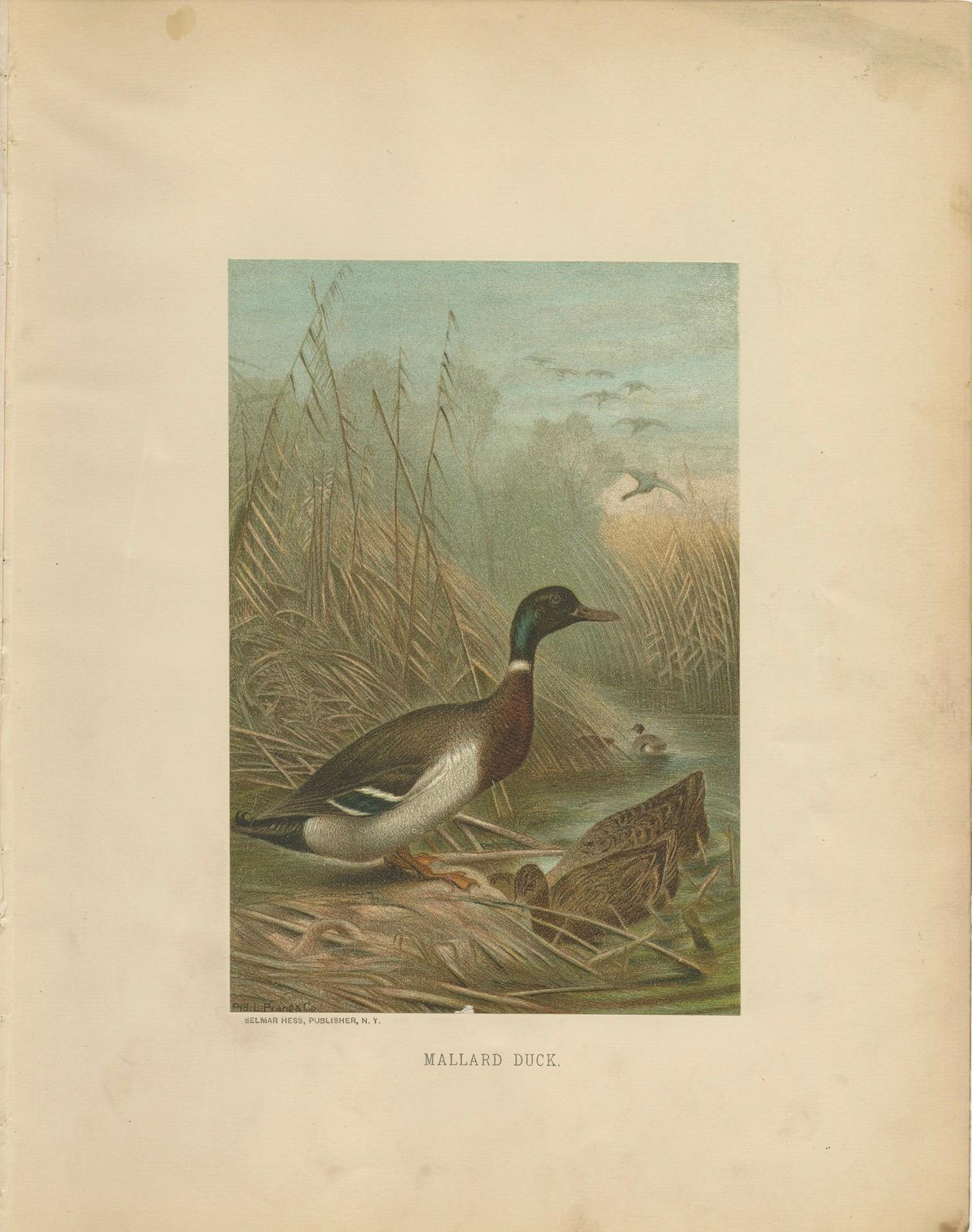 XIXe siècle Impression ancienne d'oiseau du canard à queue de mouton par Prang, 1898 en vente