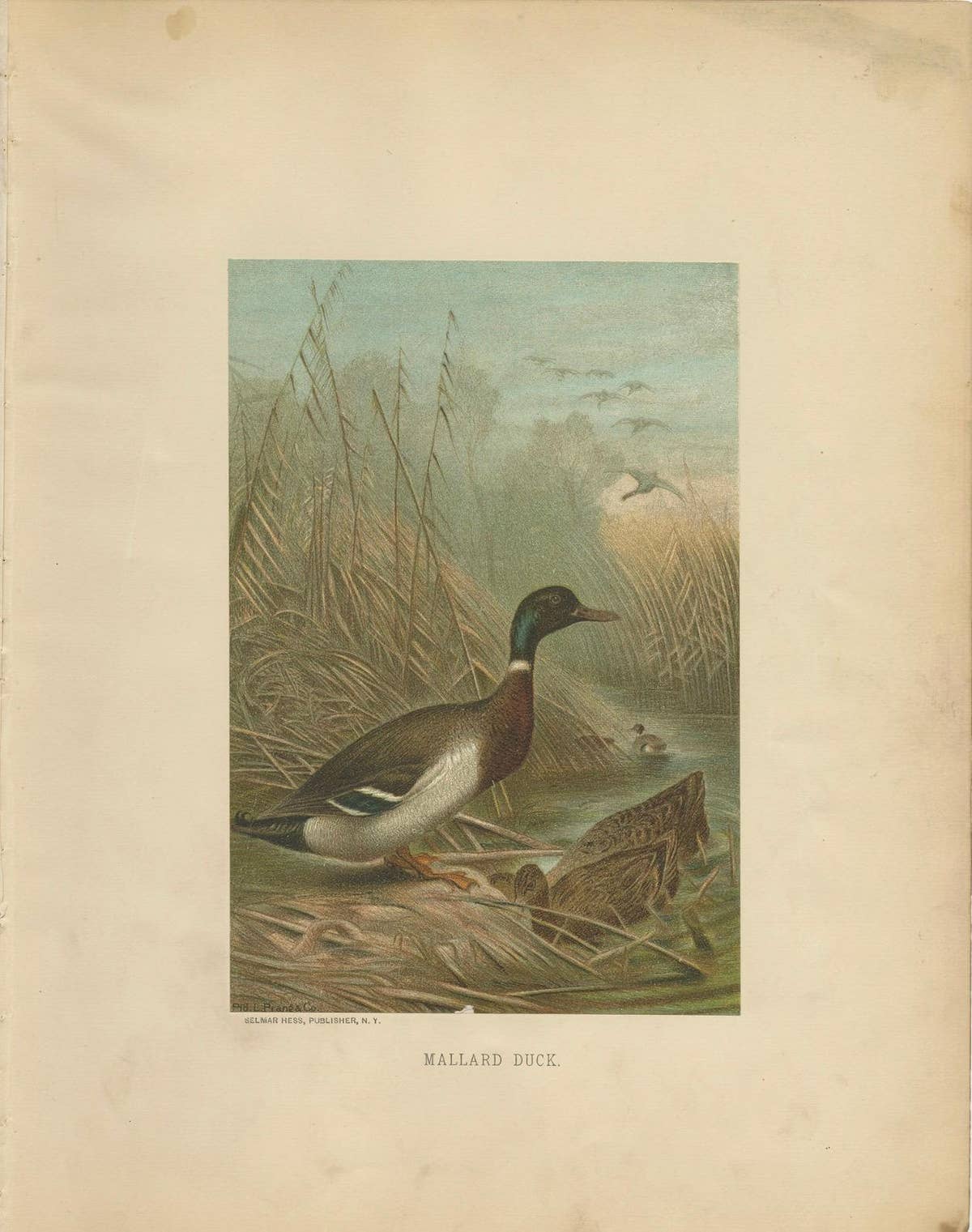 Antique Chromolithograph Print of Mallard Duck, 1898, Mounted