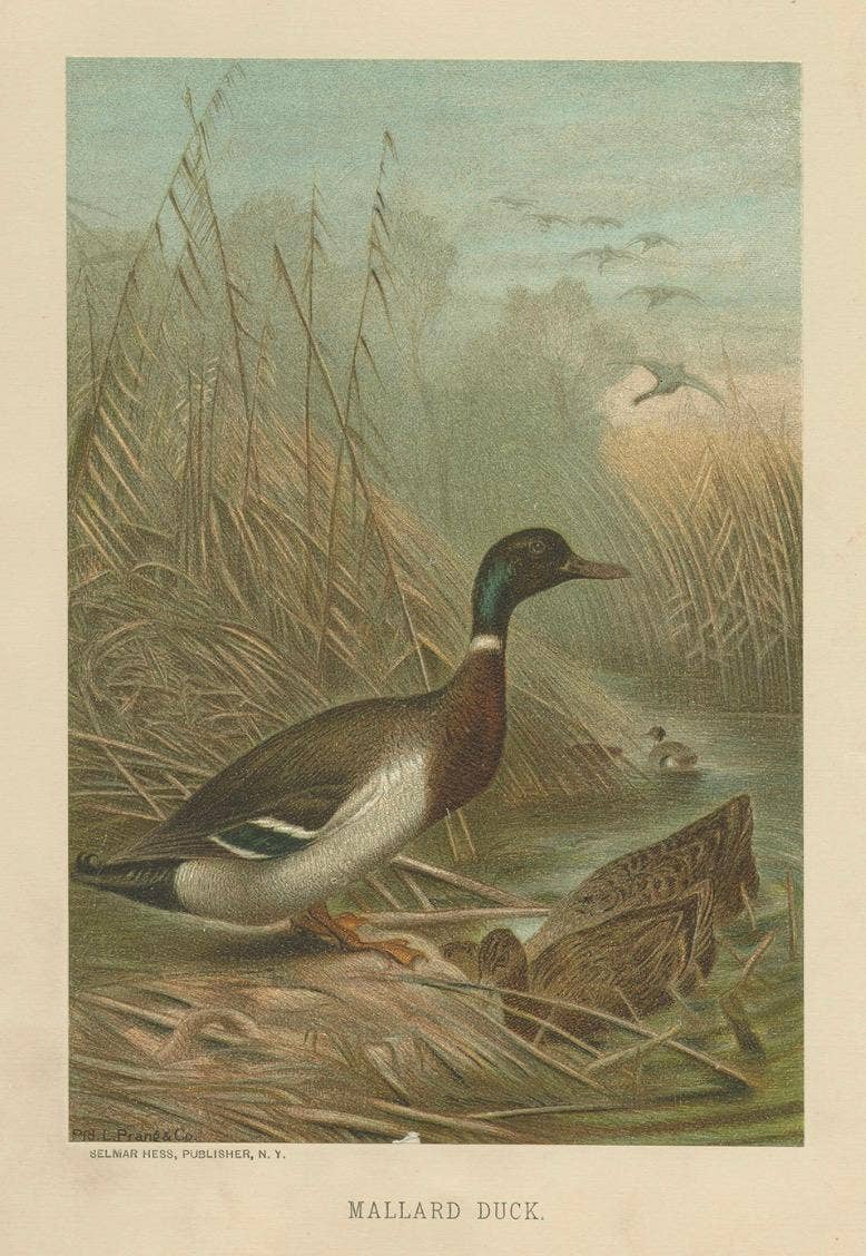 Antique Chromolithograph Print of Mallard Duck, 1898, Mounted