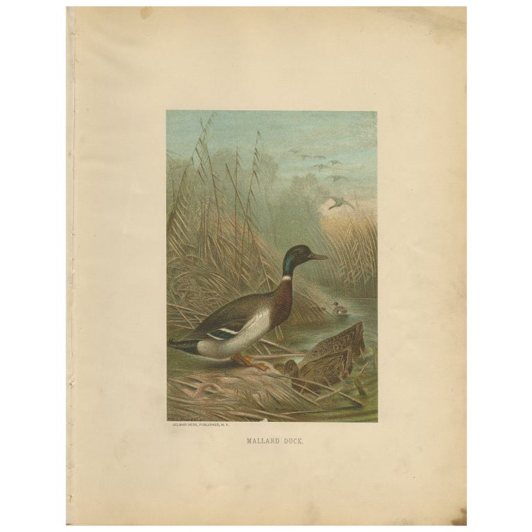 Impression ancienne d'oiseau du canard à queue de mouton par Prang, 1898