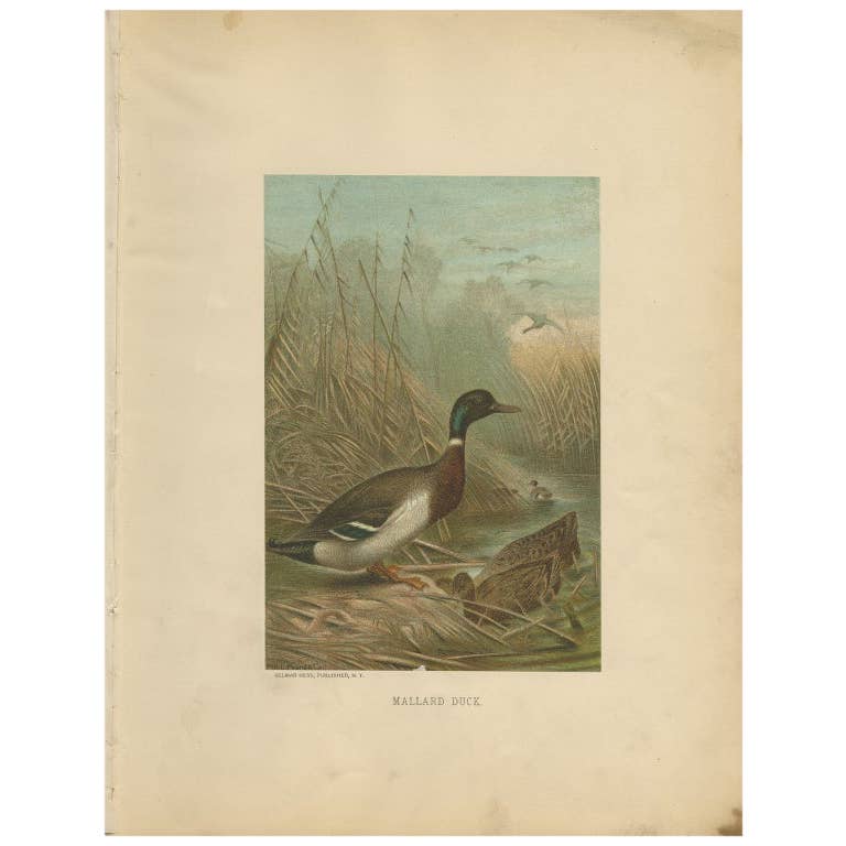 Antique Chromolithograph Print of Mallard Duck, 1898, Mounted
