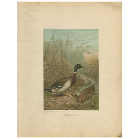 Antique Chromolithograph Print of Mallard Duck, 1898, Mounted