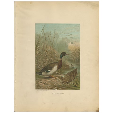 Antique Chromolithograph Print of Mallard Duck, 1898, Mounted