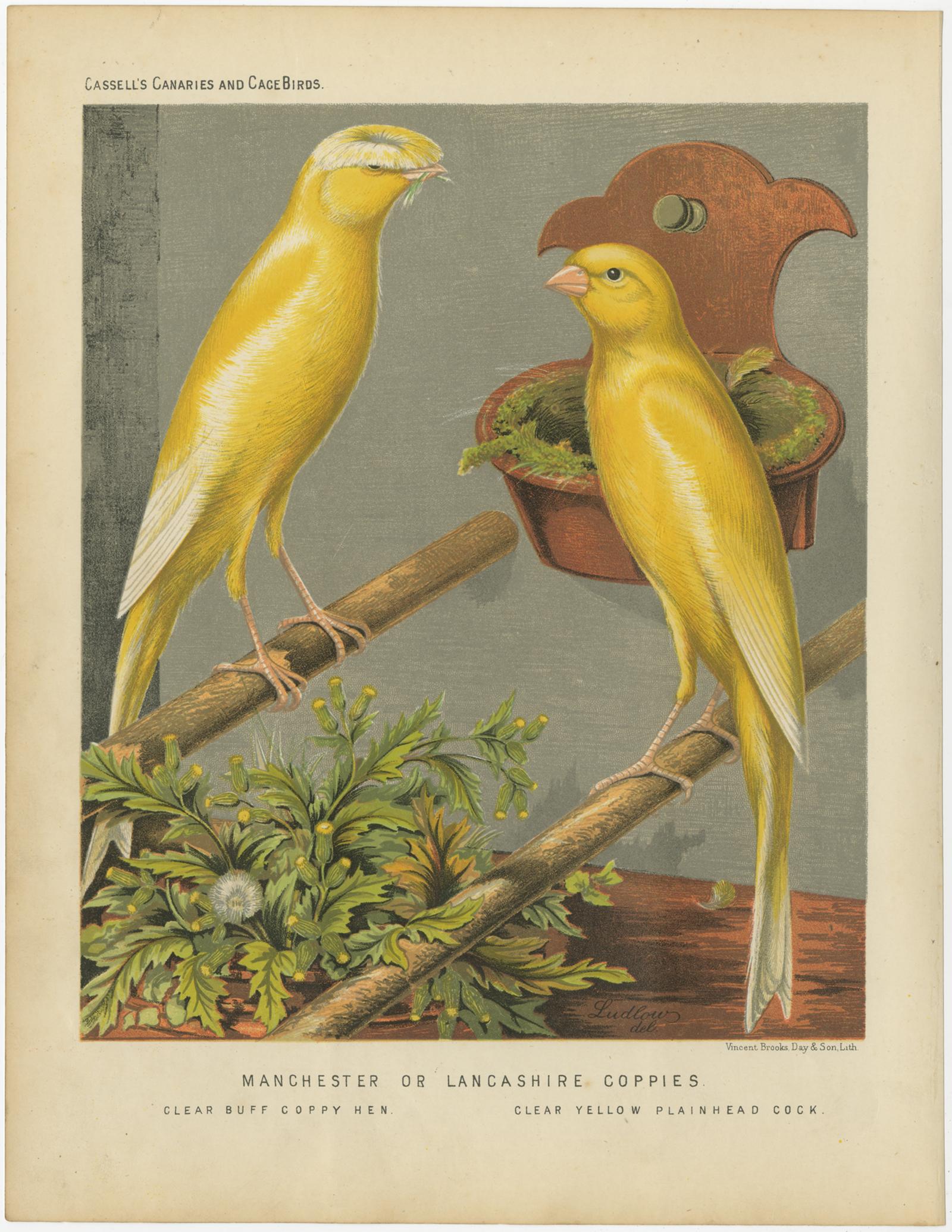 Antique bird print titled 'Manchester or Lancashire Coppies 1. Clear Buff Coppy Hen 2.Clear Yellow Plainhead Cock' Old bird print depicting the Clear Yellow, Variecated Yellow and Clear Buff Canaries. This print originates from: 'Illustrated book of