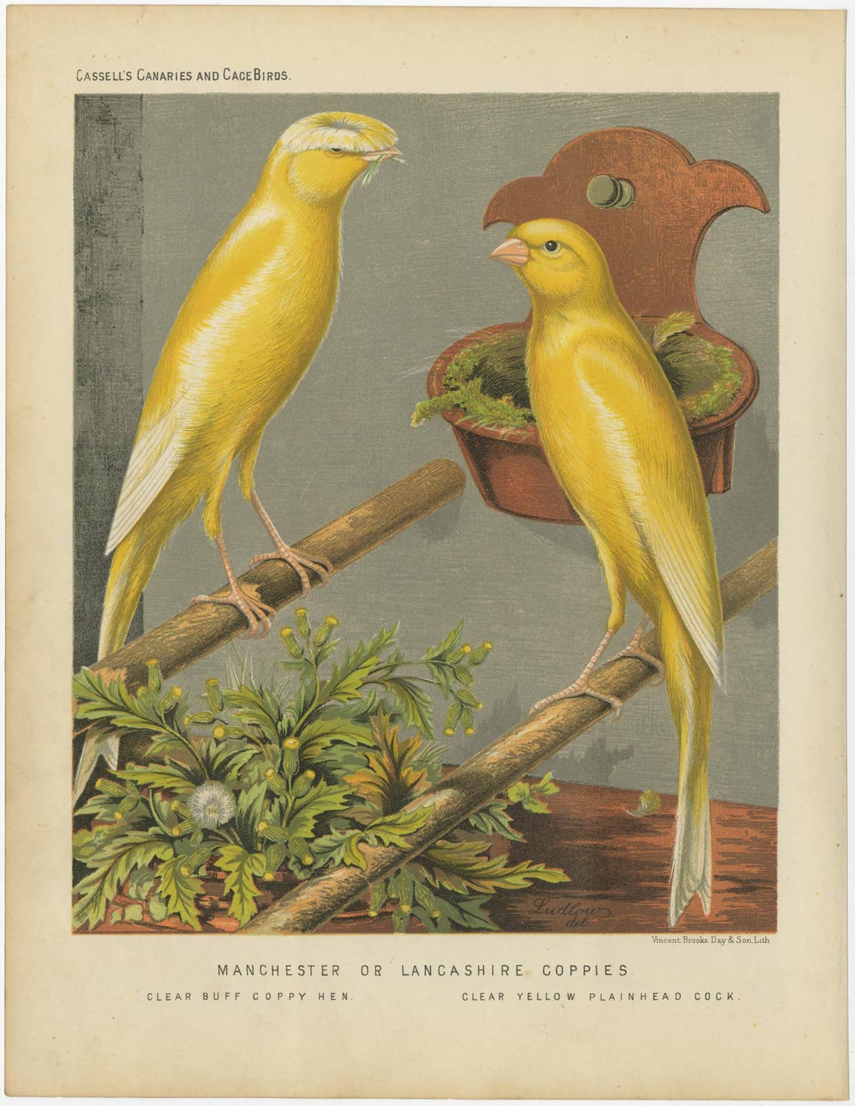 Antique Bird Print of the Manchester or Lancashire Coppies, circa 1880