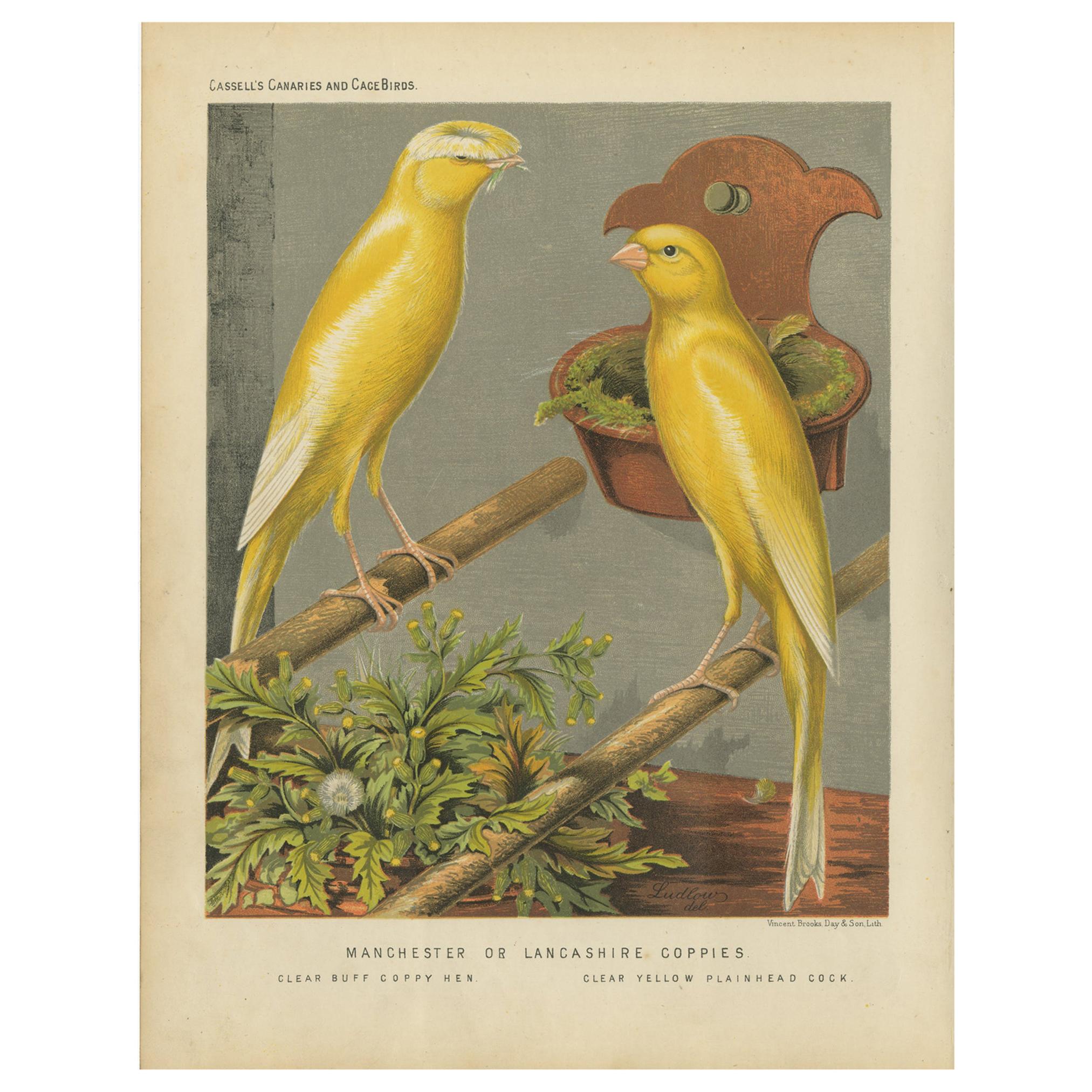 Impression ancienne d'oiseaux des coiffeuses de Manchester ou du Lancashire, vers 1880