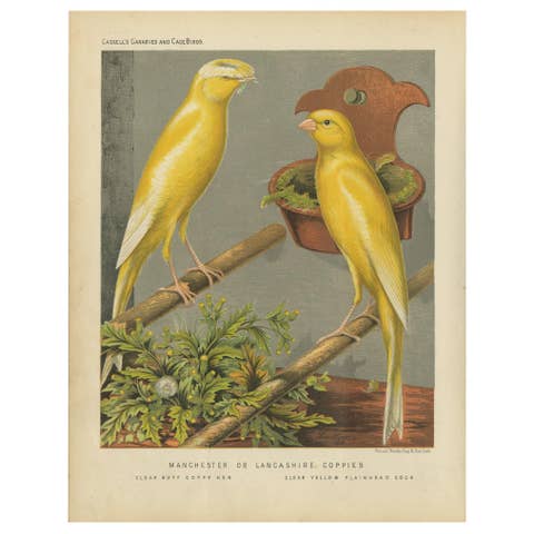 Antique Bird Print of the Manchester or Lancashire Coppies, circa 1880