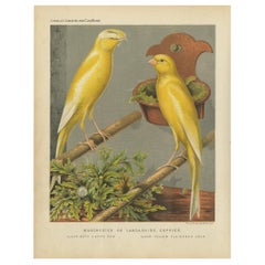 Impression ancienne d'oiseaux des coiffeuses de Manchester ou du Lancashire, vers 1880