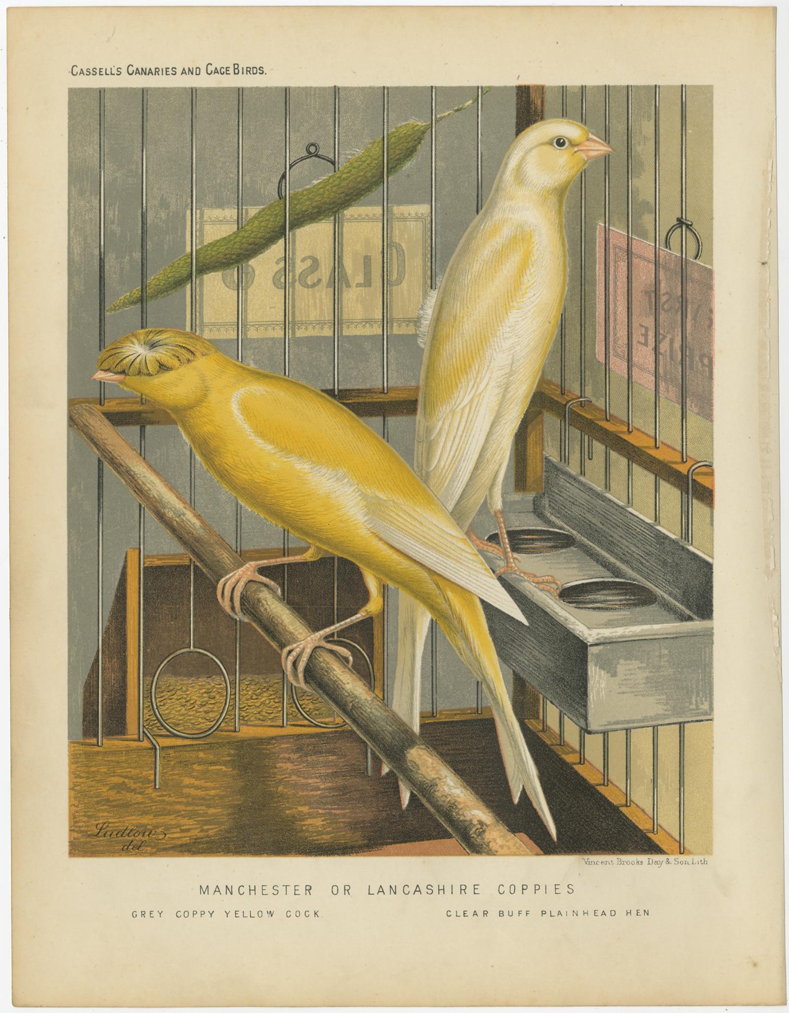 Antique bird print titled 'Manchester or Lancashire Coppies 1. Grey Coppy Yellow Cock 2. Clear Buff Plainhead Hen' Old bird print depicting the Clear Yellow, Variecated Yellow and Clear Buff Canaries. This print originates from: 'Illustrated book of