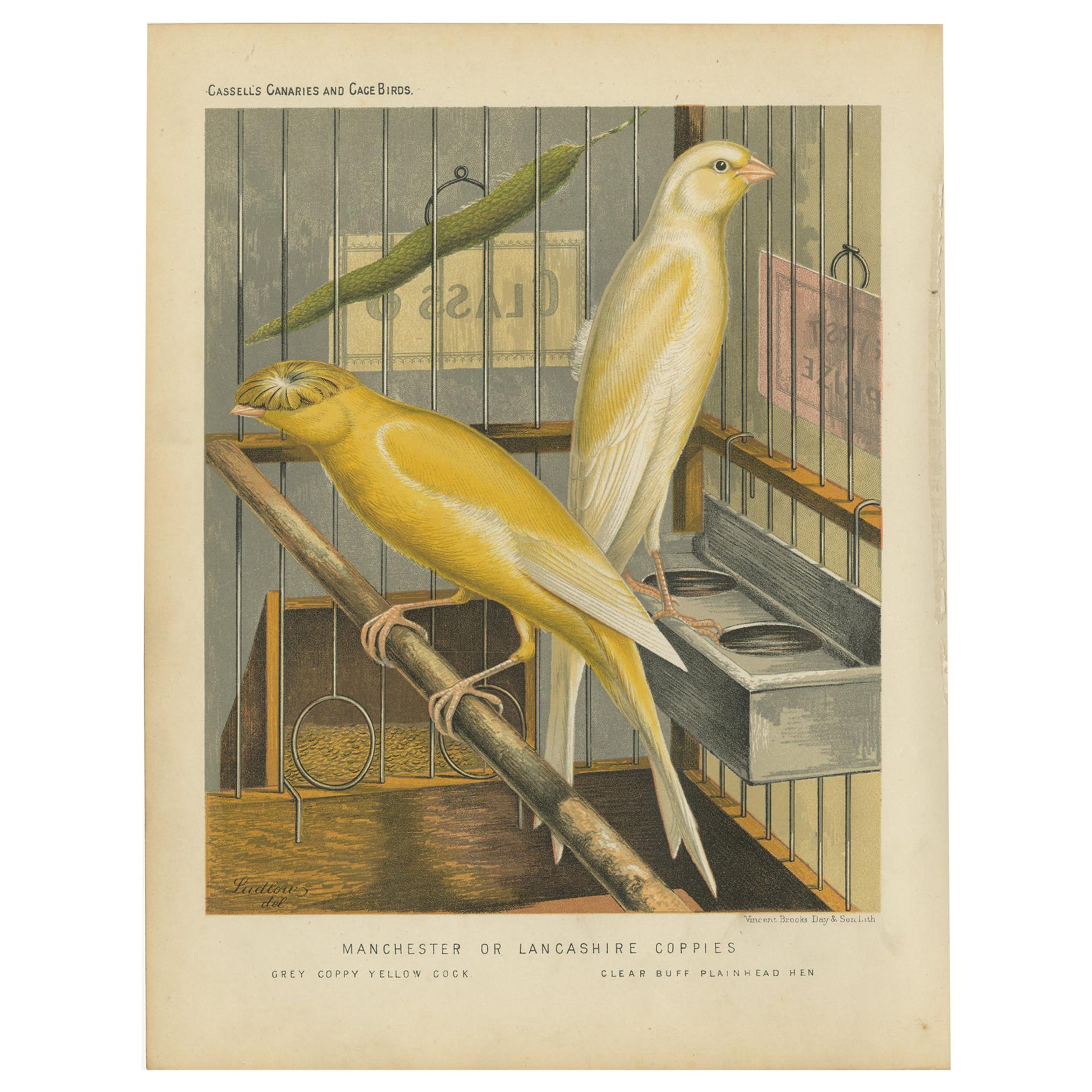 Antique Bird Print of the Manchester or Lancashire Coppies, Grey and Clear For Sale
