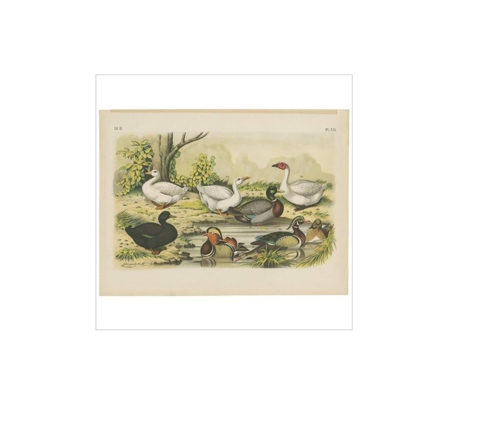 Antique bird print of various birds including the mandarin duck, mallard and wild duck. This print originates from 'De Vogelwereld. Handboek voor Liefhebbers van Kamer- en Parkvogels’ by A. Nuyens. Published by J.B. Wolters, 1886.