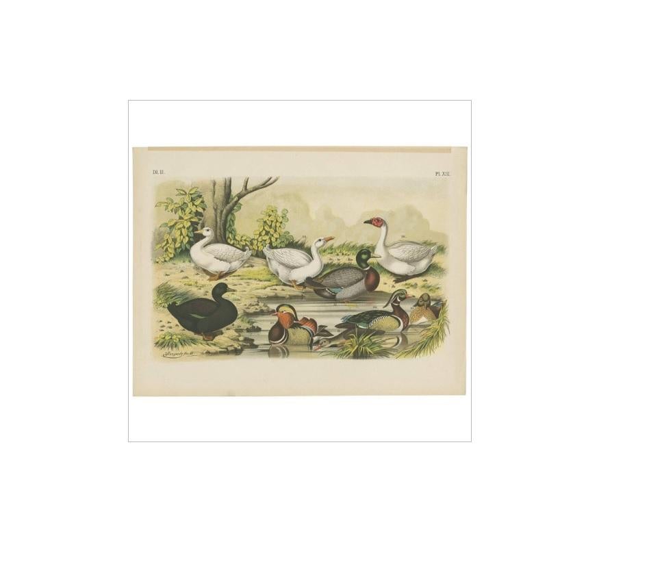 Grabado antiguo de pato mandarín, ánade azulón y pato silvestre (1886) siglo XIX en venta