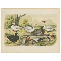 Antiker antiker Vogeldruck des Mandarin-Enten, des Mallard und des Wildschlangens (1886)