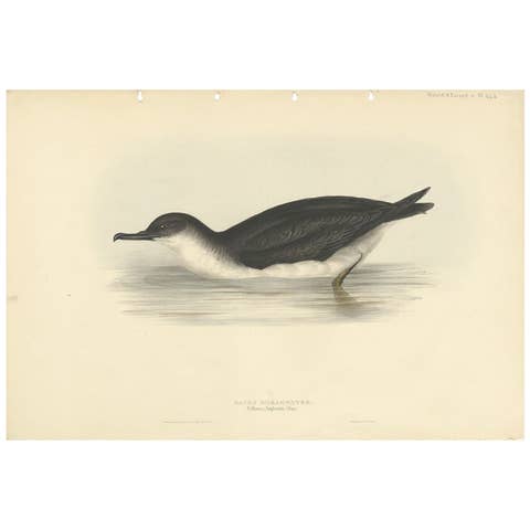 Manks Shearwater – Antique Bird Print by John Gould, c.1832