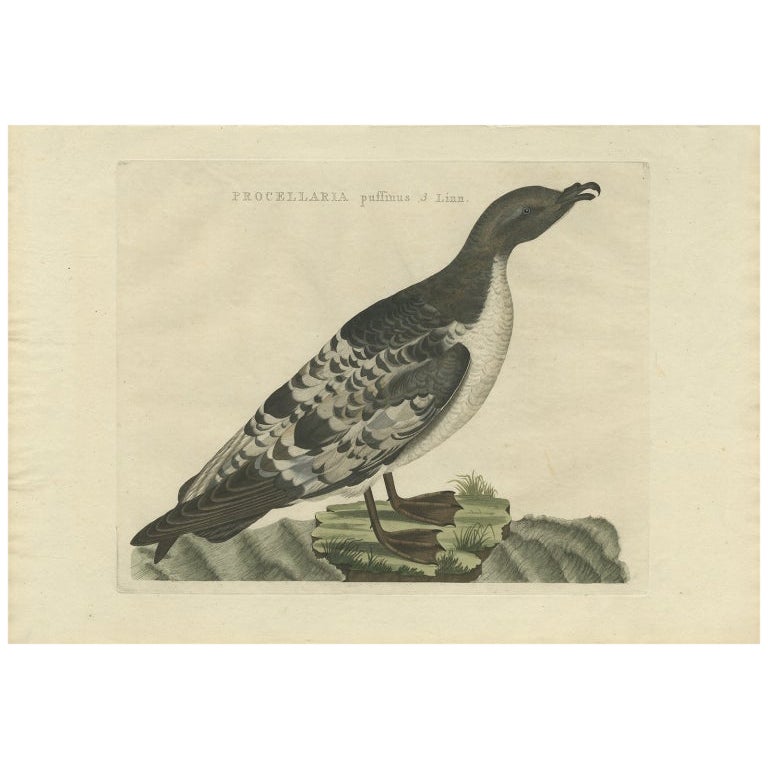 Impression ancienne d'oiseau de l'eau de mouton de Manx par Sepp & Nozeman, 1809