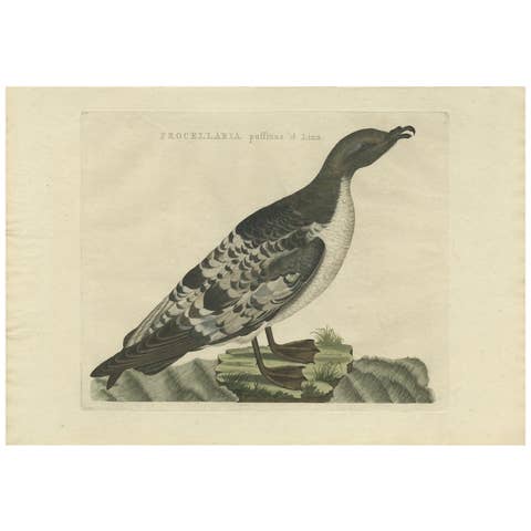 Manx Shearwater – Antique Seabird Engraving by Nozeman & Sepp, 1809