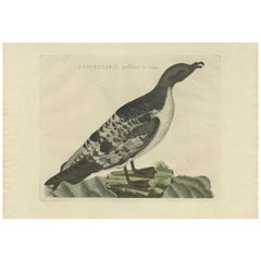 Grabado antiguo de una pardela de Man por Sepp & Nozeman, 1809