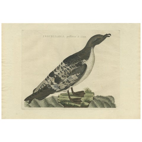 Manx Shearwater, Antique Seabird Engraving by Nozeman & Sepp, 1809