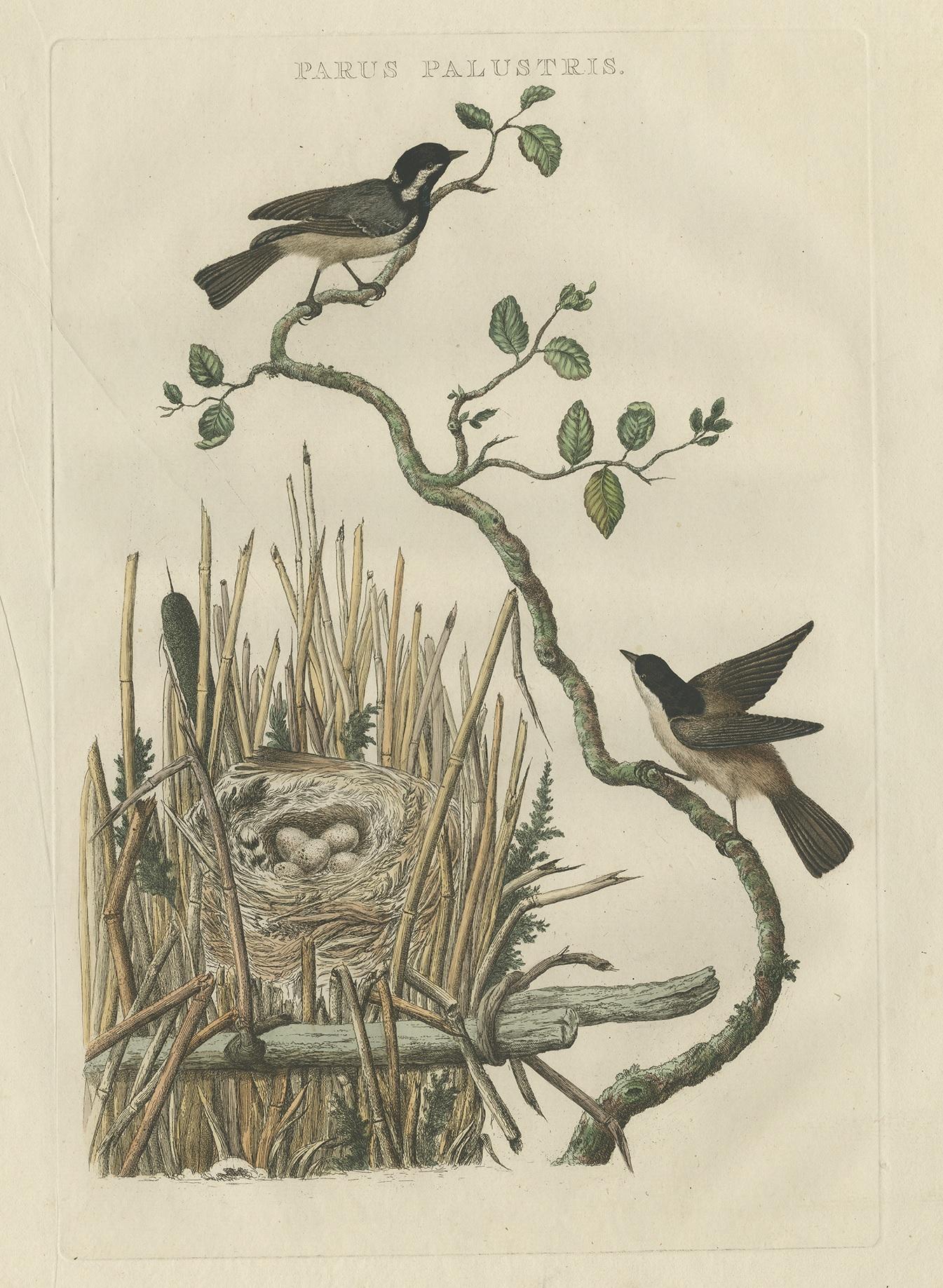 Antiker Druck mit dem Titel 'Parus Palustris'. Dieser Druck zeigt die Sumpfmeise mit Nest und Eiern (niederländisch: rietmees). Dieser Druck stammt aus 