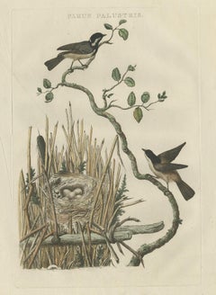 Rare 18th Century Bird Print – Marsh Tit and Nest Scene by Sepp & Nozeman