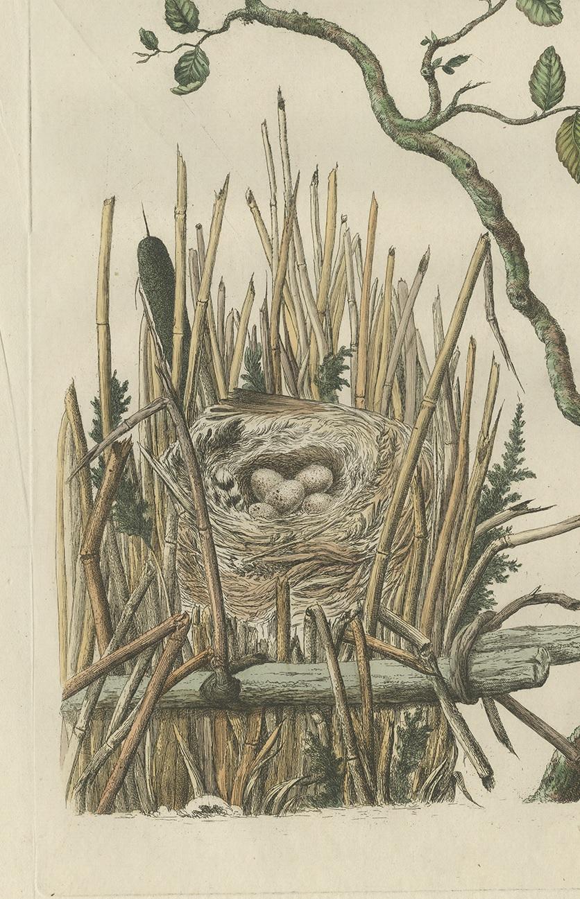 Antiker antiker Vogeldruck der Marsh Tit von Sepp & Nozeman, 1770 (Niederländisch) im Angebot