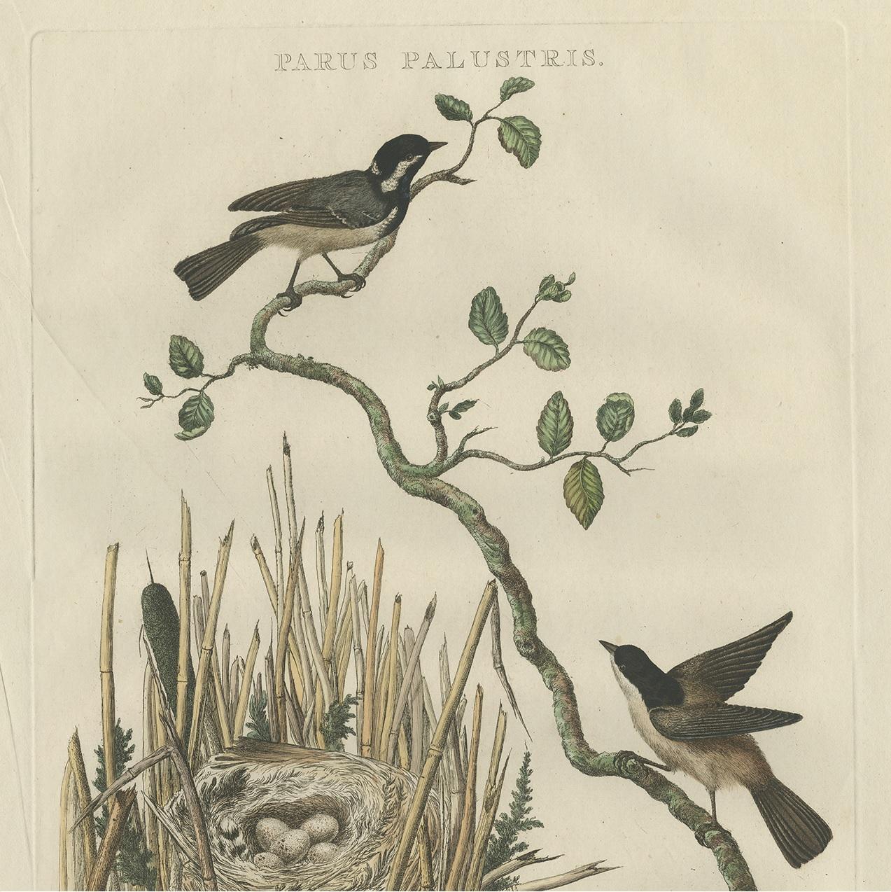 Antiker antiker Vogeldruck der Marsh Tit von Sepp & Nozeman, 1770 im Zustand „Gut“ im Angebot in Langweer, NL