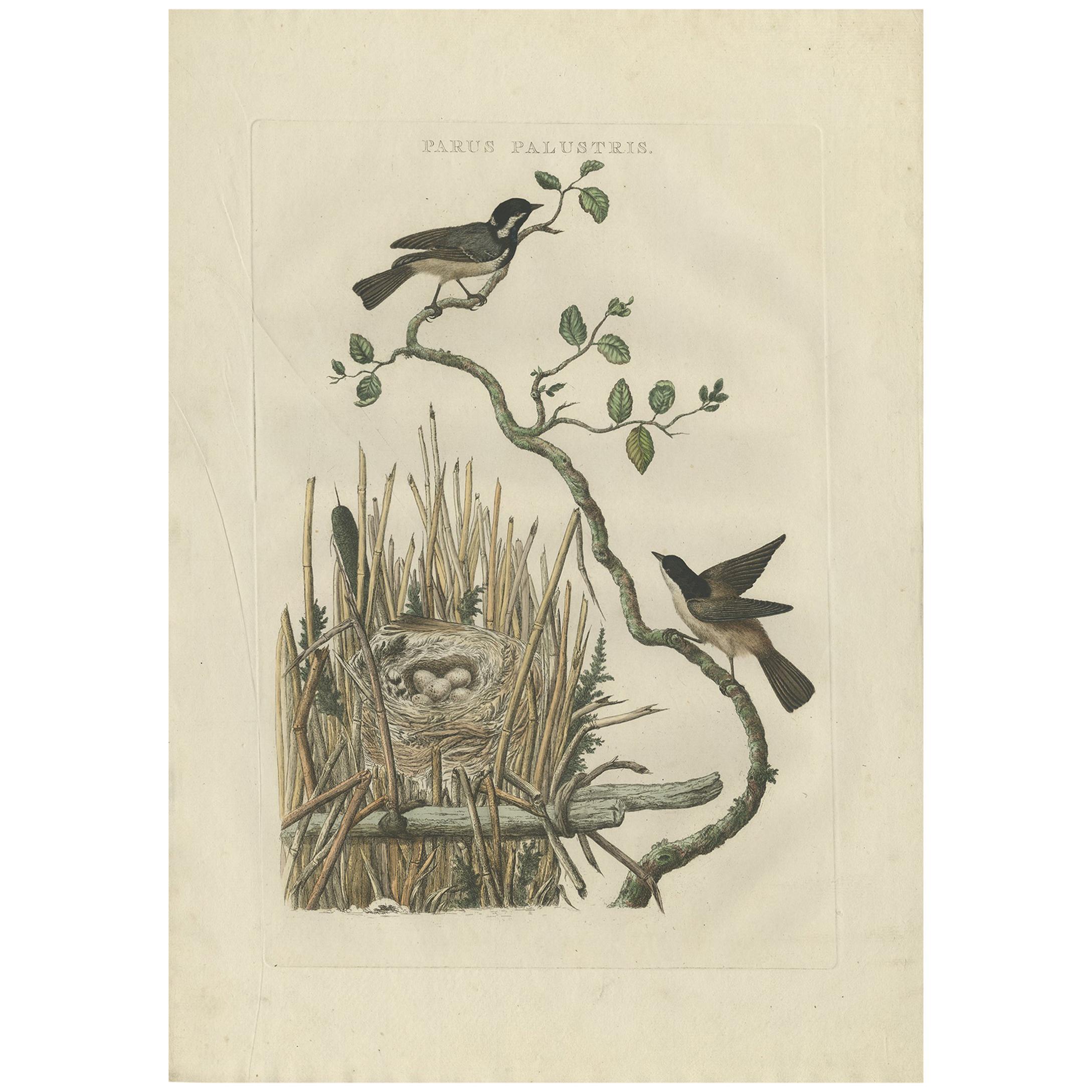 Antiker antiker Vogeldruck der Marsh Tit von Sepp & Nozeman, 1770