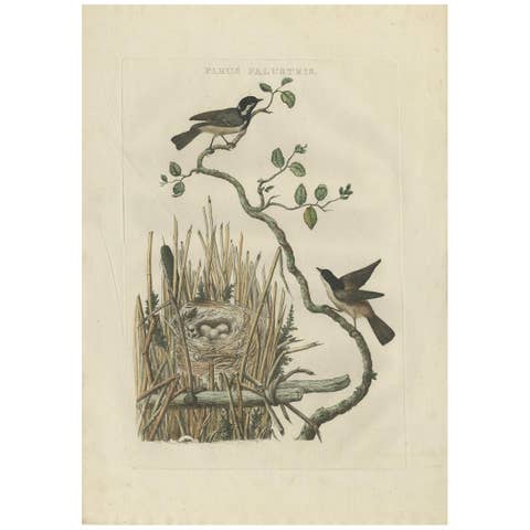 Rare 18th Century Bird Print – Marsh Tit and Nest Scene by Sepp & Nozeman