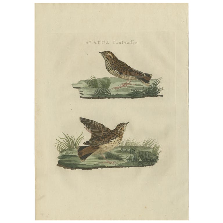 Impression oiseau ancienne du pipet de la moisson par Sepp & Nozeman, 1809