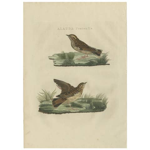 Meadow Pipit Bird Print – Alauda Pratensis from Nederlandsche Vogelen, 1809
