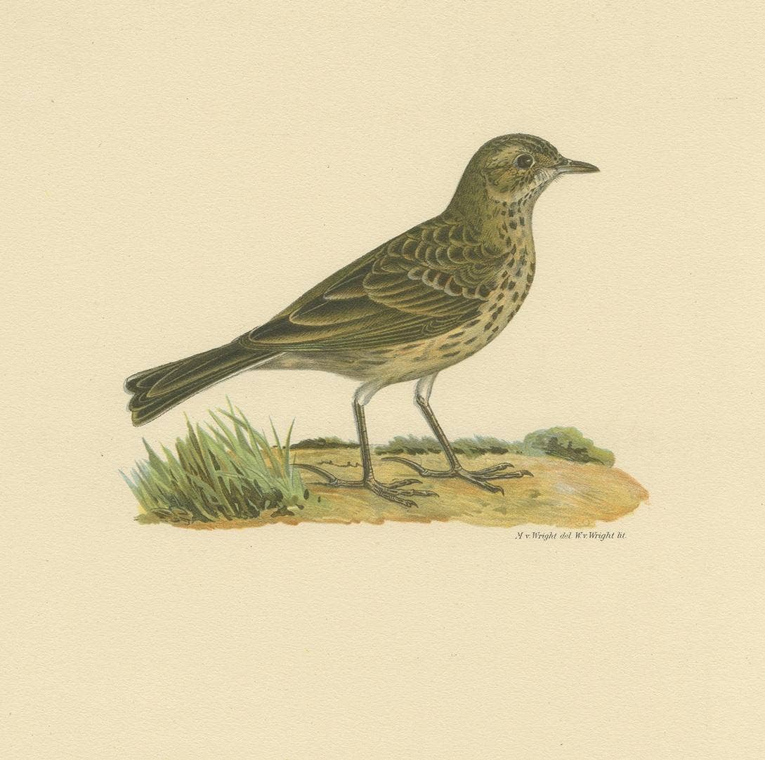 Antique Bird Print of the Meadow Pipit by Von Wright, 1927
