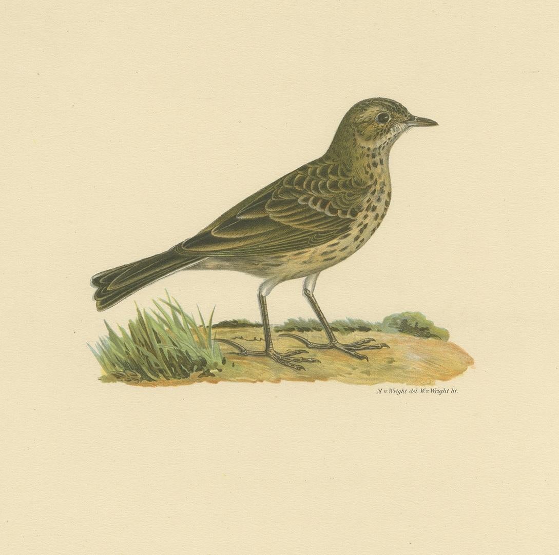 20th Century Antique Bird Print of the Meadow Pipit by Von Wright, 1927 For Sale